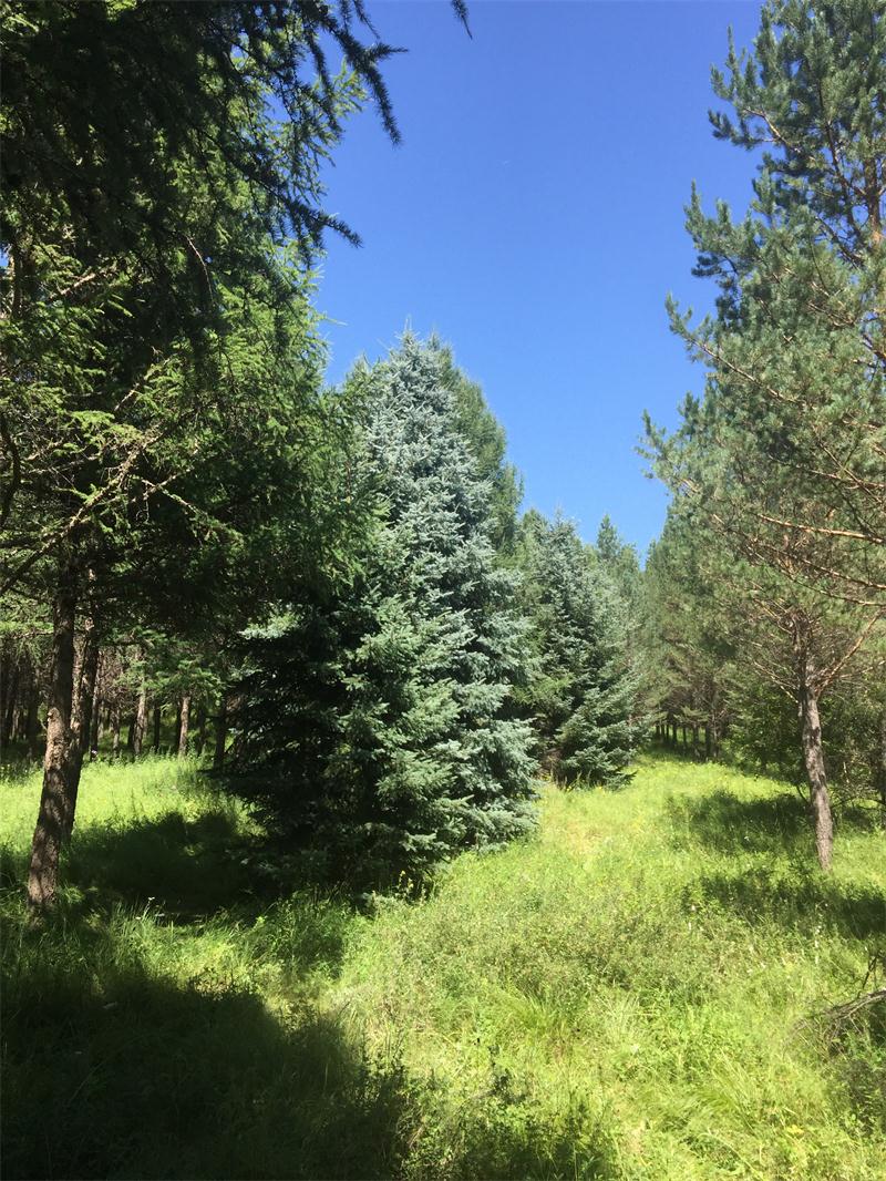 塞罕壩明珠七星湖 詩(shī)情畫意似仙境(圖11)