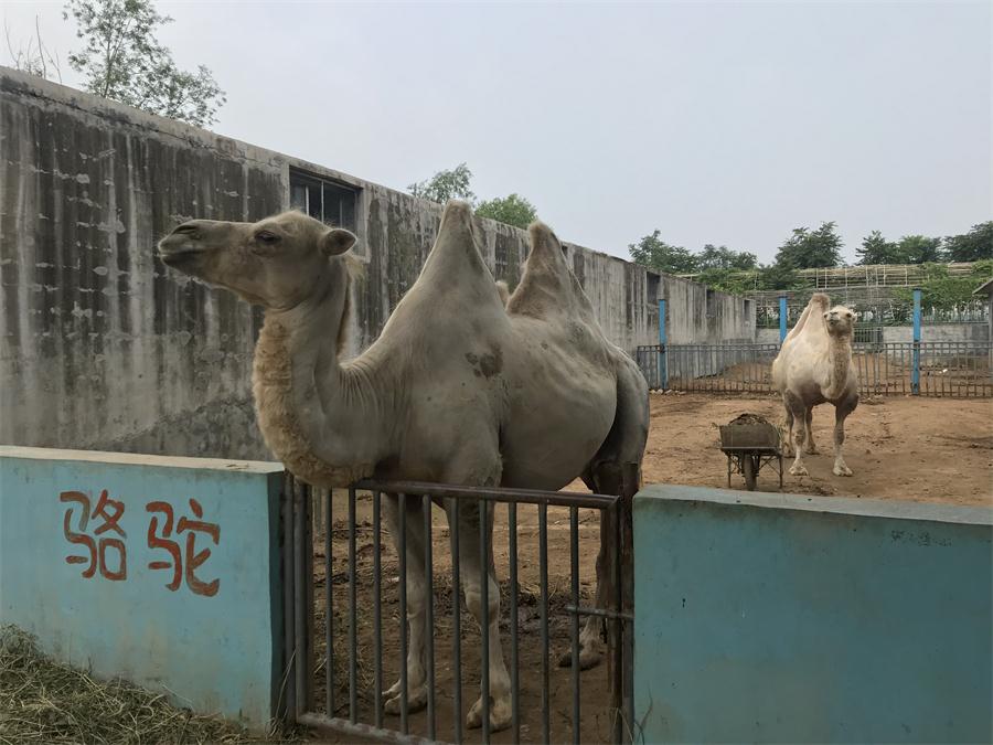 天鵝湖風(fēng)景區(qū)（泰山）速覽！(圖8)