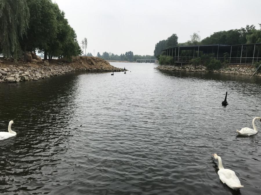 天鵝湖風(fēng)景區(qū)（泰山）速覽！(圖14)